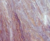 �_���صشu �¹ŴuSFQ60406 600mm��600mm 