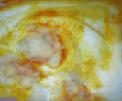 ��¡܎ ͸��ʯ �L2440mm����1220mm����6mm ů�Sɫ���y     