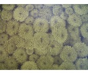 LG ���� 1.06��15.5M PVC82147-1  �� �Sɫ  