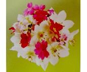 Sun Feel I ���� ӆ�� PP���ڮ�S7017  �� �Gɫ �tɫ  