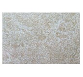 �����ŉ���u �\��ɫ�y��D��HK4602 300��450mm 